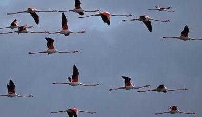 Böcek kıyımı göçmen kuşları tehdit ediyor