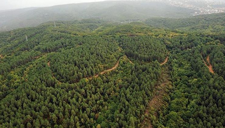 Ankara’da ormanlara giriş yasaklandı