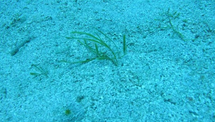 Denizlerdeki gizli tehlike: Katil yosun