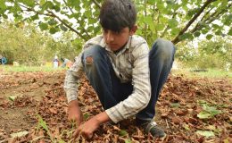 İSİG: Son 11 yılda en az 695 çocuk işçi hayatını kaybetti