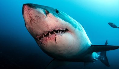 Köpekbalığı saldırıları neden arttı?